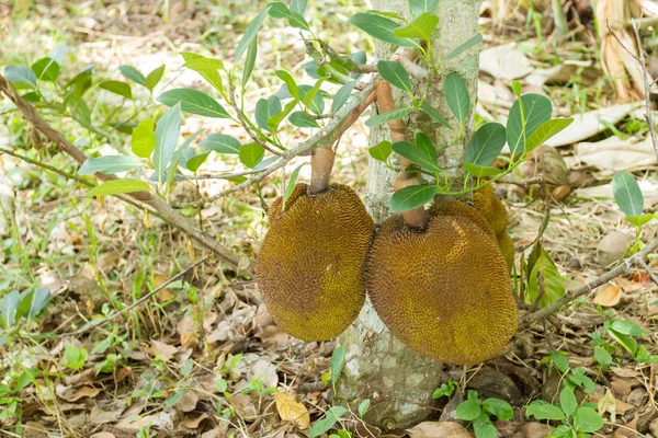 Jackfriut on tree — Stock Photo, Image