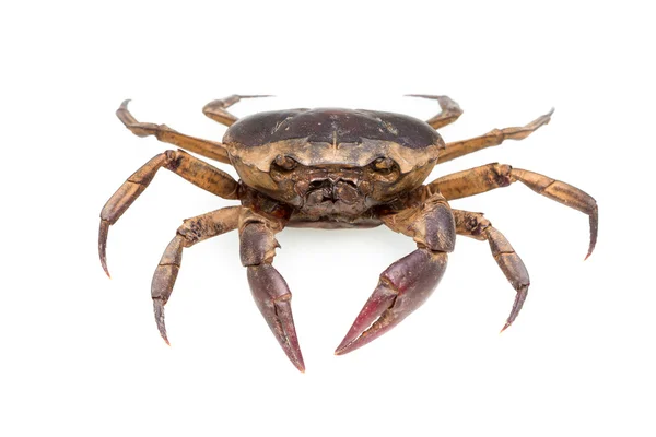 Field crab Stock Photos, Royalty Free Field crab Images | Depositphotos