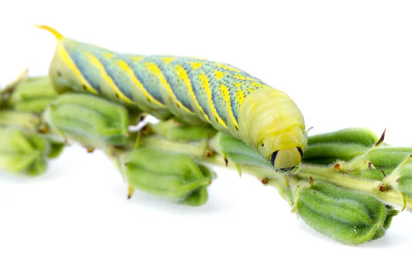 Susam web-solucan (Ceroprepes sp.)