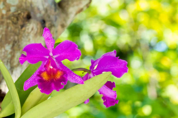 Dendrobium-Orchidee — Stockfoto