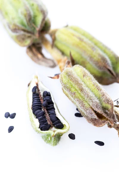 Växten svart sesam stängt upp — Stockfoto