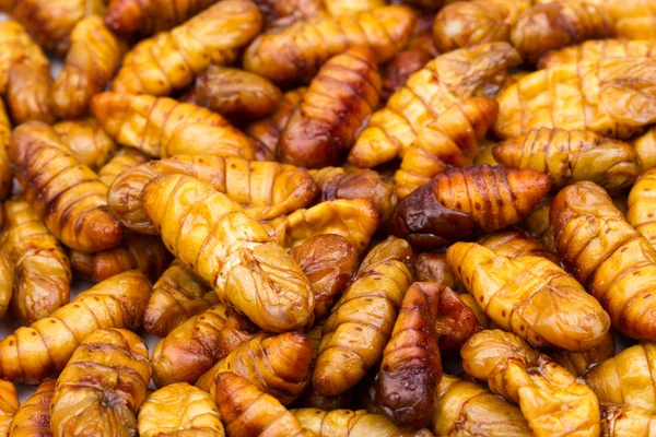 Silk worm — Stock Photo, Image