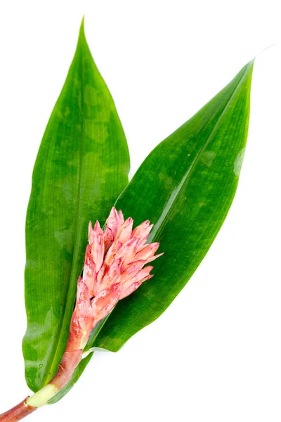 Hint Baş zencefil - Costus speciosus