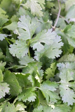 Kişniş - Coriandrum sativum