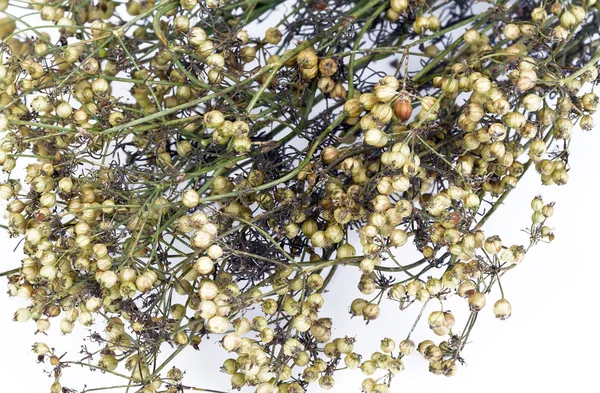Coriander seeds with dry stem — Stock Photo, Image