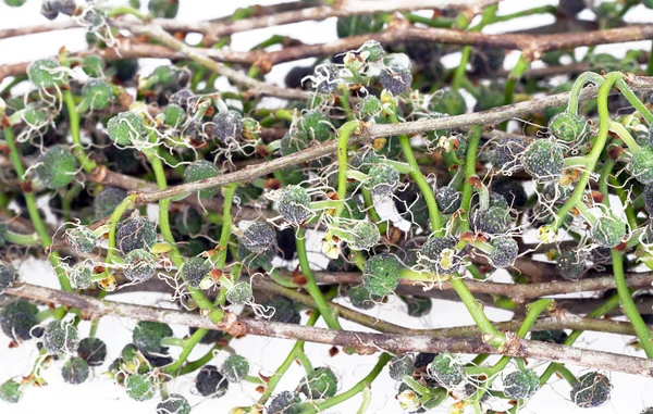 Broussonetia kurzii Esquina sobre fondo blanco —  Fotos de Stock