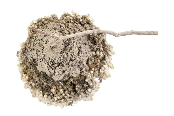 Hornet's nest with twig isolated on white — Stock Photo, Image