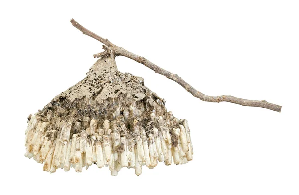 Hornet's nest with twig isolated on white — Stock Photo, Image