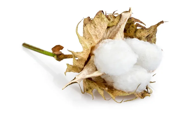 Cotton - Gossypium hirsutum L. on white — Stock Photo, Image