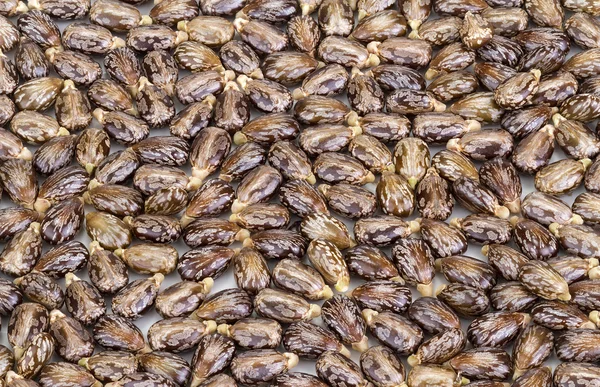 Hint yağı tohum-ricinus communis