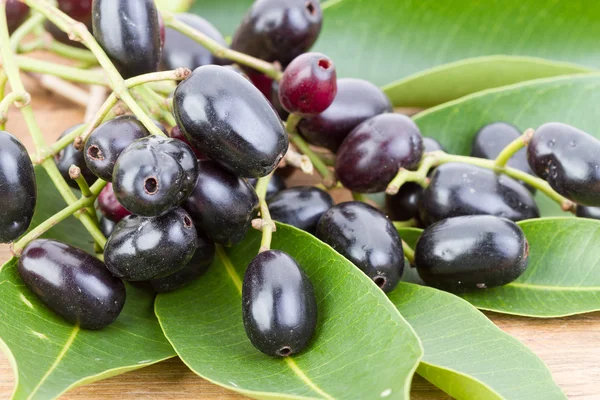 Jambolan-Pflaume oder Java-Pflaume 'Syzygium cumini (l) skeels'. — Stockfoto