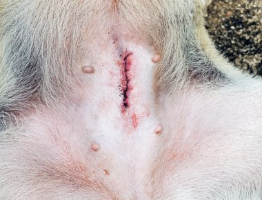 Dişi köpek spaying sonra yara