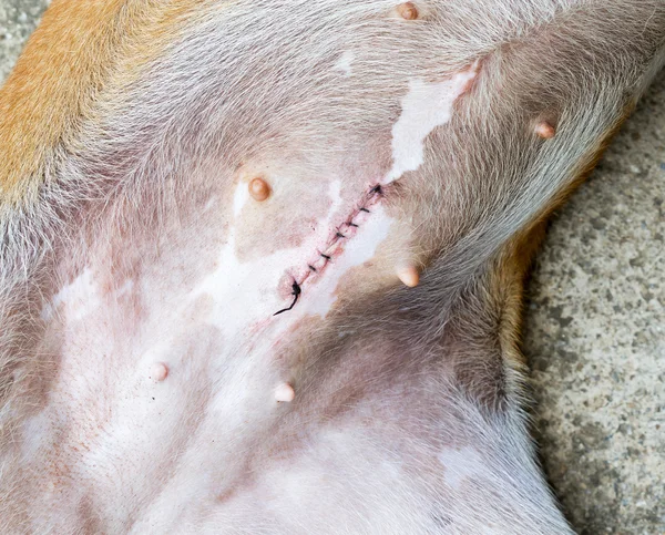 Herida después de esterilizar perro hembra — Foto de Stock
