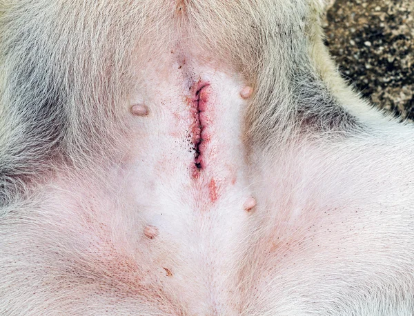 Sår efter spaying kvinno-hund — Stockfoto