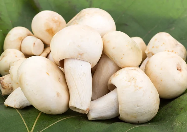 Greenish Mushroom or Green Agaric (Russula virescens Fr.) — Stock Photo, Image