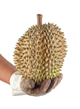kahverengi Durian beyaz izole deri eldiven ile tutarak