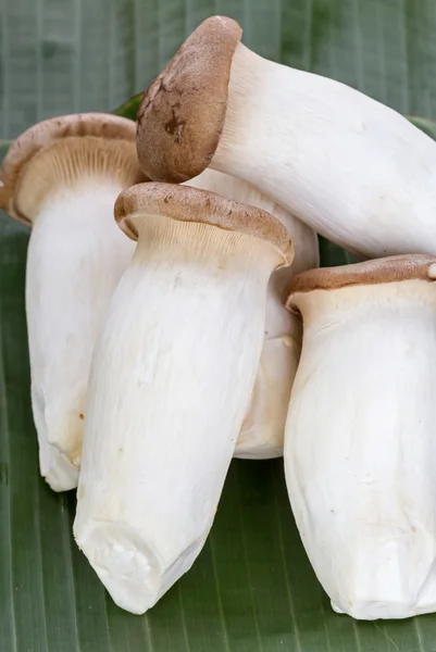 Eryngii mushroom (Pleurotus eryngii) on banana leaf — Stock Photo, Image