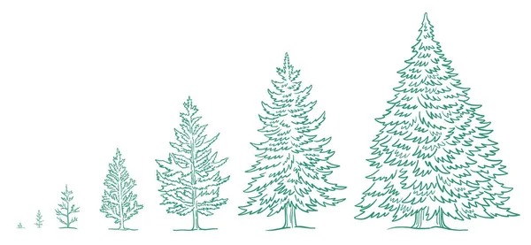 Etapas de crecimiento del árbol de Navidad. Elección de tamaño. Conjunto de infografía. El ciclo de vida. El abeto de Año Nuevo. Dibujo vectorial dibujado a mano. Desarrollo de plantas de abeto de coníferas. Progresión de animación. — Archivo Imágenes Vectoriales