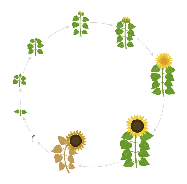 Stades de croissance du tournesol. Cycle en direct. Développement des plantes agricoles. Récoltez la progression de l'animation. Illustration vectorielle ensemble infographique. — Image vectorielle