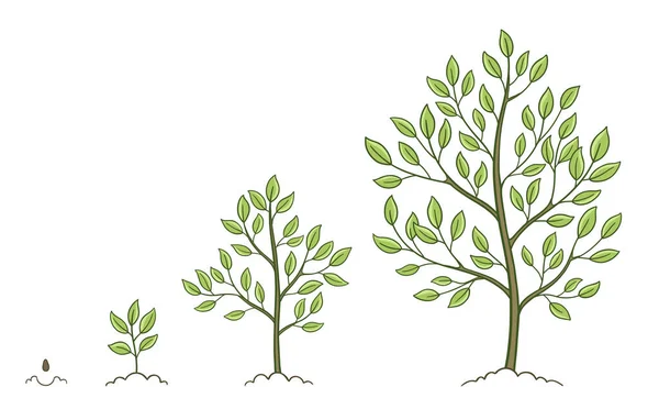 Träd tillväxtstadier inställda. Växtutvecklingsfaser. Animationsutveckling. Vektor skiss infographic. Livscykeln. — Stock vektor