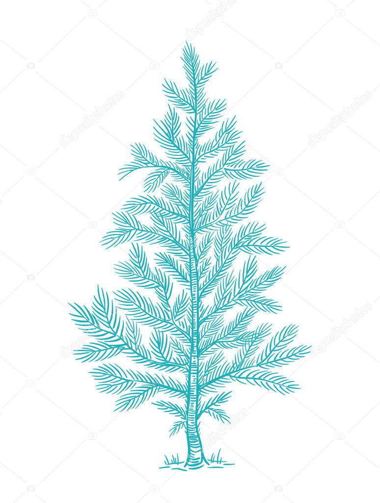 Little fluffy blue Christmas tree. Branch with snow. Conifer or spruce. New year fir-tree. Hand drawn contour vector line sketch. Fir with needle.