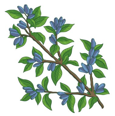Haskap çileği ve yaprakları. Mavi böğürtlen hanımeli dalı. Lonicera caerulea. Olgun bitki. El çizimi renkli çizim. Vektör illüstrasyonu.