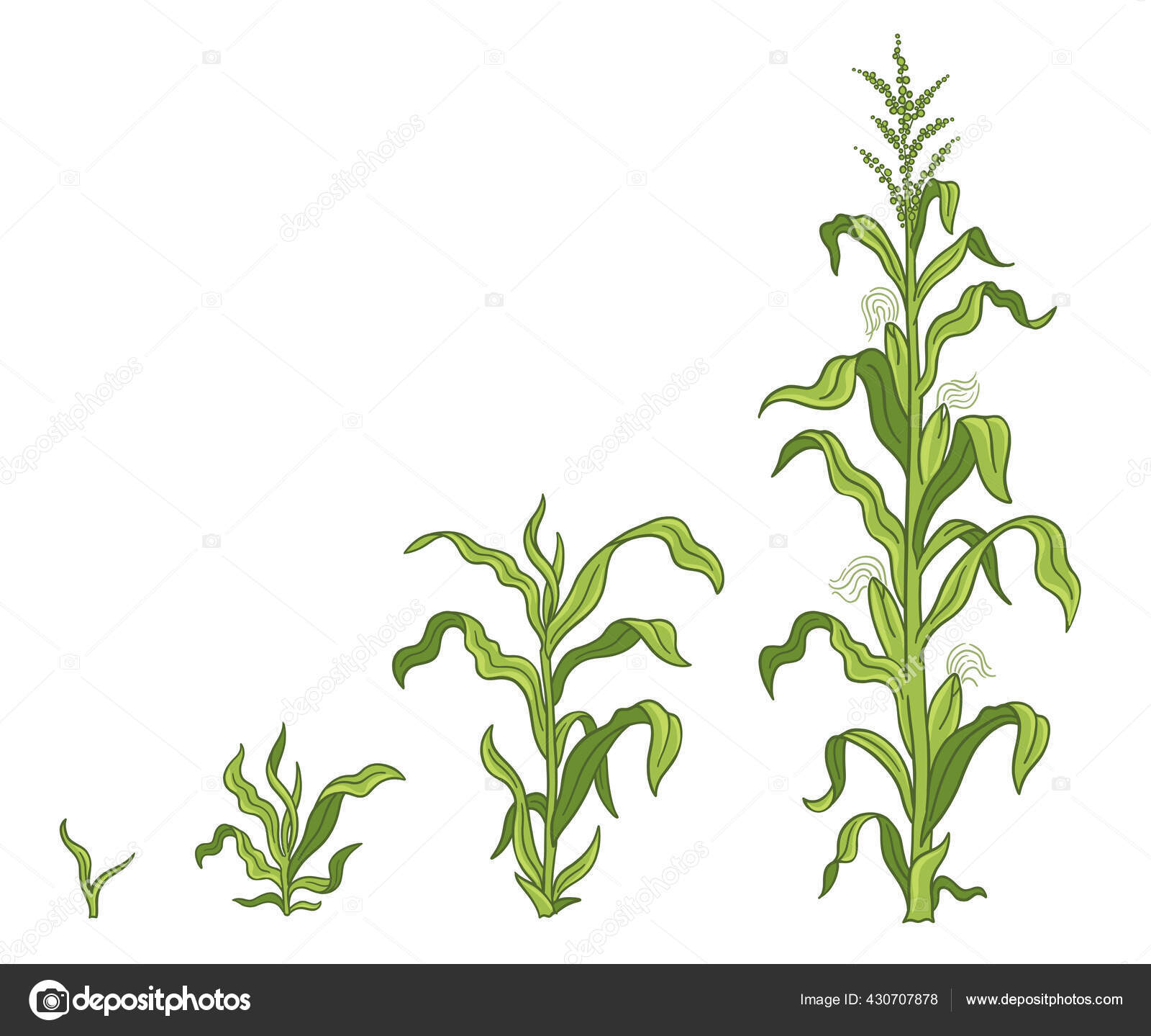 Etapas de crecimiento de la planta de maíz. Fases de desarrollo del