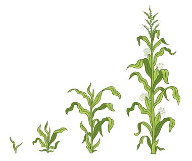 Growth stages of Maize plant. Corn development phases. Zea mays. Ripening period. The life cycle. Infographic set. Harvest progression. Vector illustration. clipart