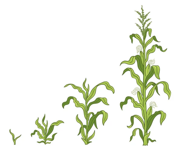 A kukoricanövény növekedési szakaszai. Kukoricafejlődési fázis. Zea mays vagyok. Érlelési időszak. Az életciklus. Infografika készlet. Szüret előrehaladása. Vektorillusztráció. — Stock Vector