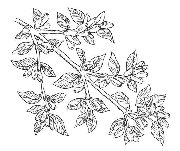 Haskap berries and leaves. Branch of plant. Sweetberry honeysuckle. Lonicera caerulea. Hand drawn line sketch. Vector illustration. — Stock Vector