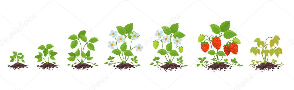 Strawberry plant growth stages. Fragaria development. Harvest animation progression. In the pile dirt soil. Berry ripening period vector infographic.