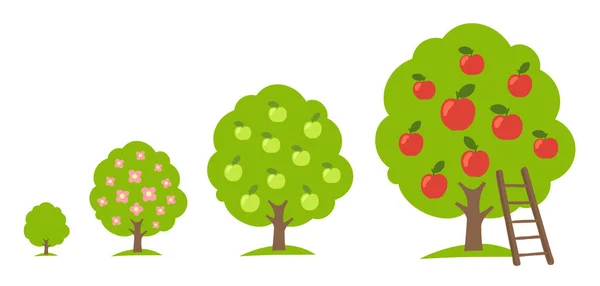 Set appelfruitbomen groeiproces. Oogstboomgaard. Ontwikkelingsfase. Rijping periode vector infographic. — Stockvector