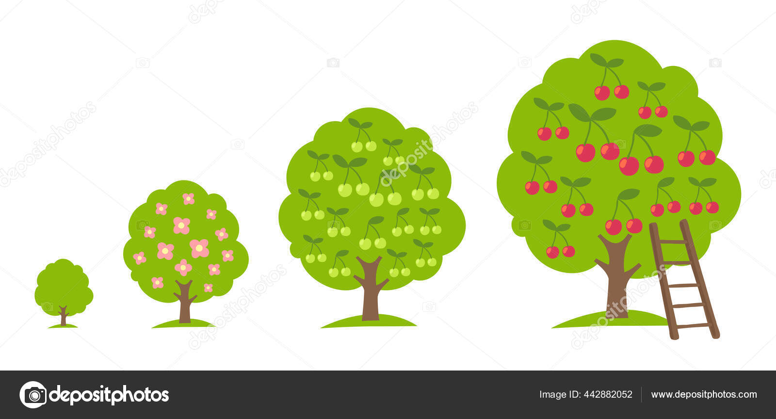 Набор Вишневых Фруктовых Деревьев. Сбор Урожая В Саду. Этап.