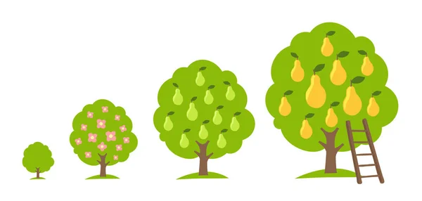 Huerto De Pera Vector Art Stock Images ページ 3 Depositphotos