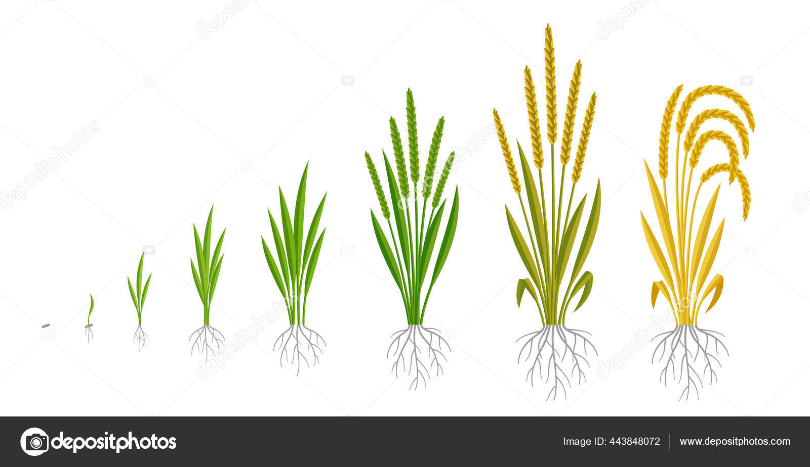 Rice plant growth stages. Cereal grain. Ripening period steps. Development cycle. Harvest animation progression. Fertilization phase. Vector infographic set. Stock Vector Image by ©ilyakalinin #443848072 Rice plant growth stages. Cereal grain. Ripening period steps. Development cycle. Harvest animation progression. Fertilization phase. Vector infographic set. Stock Vector Image by ©ilyakalinin #443848072