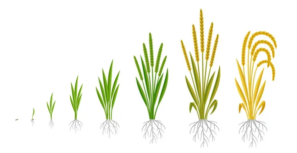 Stades de croissance des plants de riz. Céréales. Étapes de maturation. Cycle de développement. Récoltez la progression de l'animation. Phase de fécondation. Jeu d'infographie vectorielle. — Image vectorielle