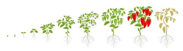 Růstové fáze rostliny papriky zeleninové. Capsicum annuum. Postupy zrání. Animace sklizně. Fáze hnojení. Infografická sada vektorů. — Stockový vektor