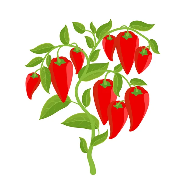 Harangpaprika zöldségnövény. Vörös érett gyümölcs szüret. Capsicum annuum. Vektorillusztráció. — Stock Vector