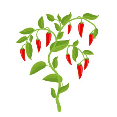 Baharatlı biberli sebze fidanı. Kırmızı olgun meyve hasadı. Yıllık Capsicum meyveleri. En baharatlısı. Vektör İllüstrasyonu.