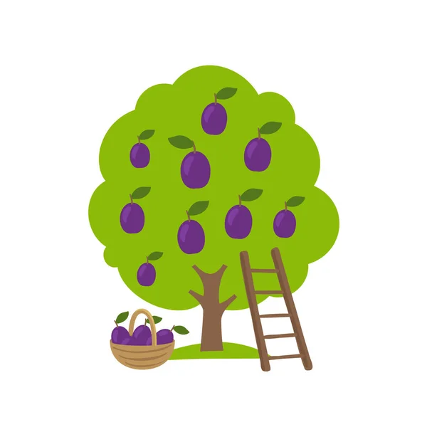 참나무의 열매. 과수원의 수확. 사다리와 바구니. 분무기 농업. — 스톡 벡터
