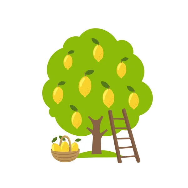 Citroenfruitboom. Oogstboomgaard. Ladder en mand. Vectorlandbouw. — Stockvector