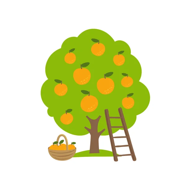 Mandarynkowe drzewo owocowe. Pomarańczowe zbiory w ogrodzie. Drabinka i kosz. Rolnictwo wektorowe. — Wektor stockowy