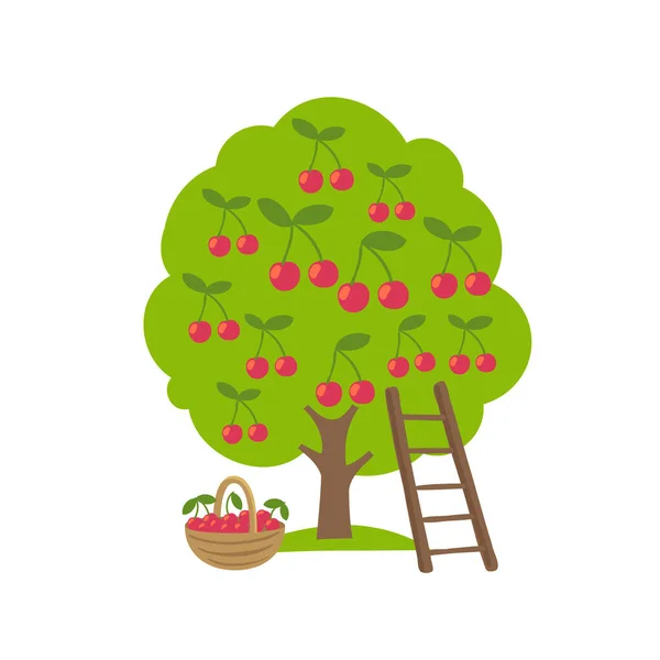 Kersenfruitboom. Oogstboomgaard. Ladder en mand. Vectorlandbouw. — Stockvector