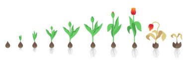 Lale çiçeği. Tulipa gesneriana. Büyüme aşamaları. Büyüme dönemi basamakları. Canlandırma işlemini başlatın. Döllenme evresi. Yaşam döngüsü. Vektör bilgi kümesi.