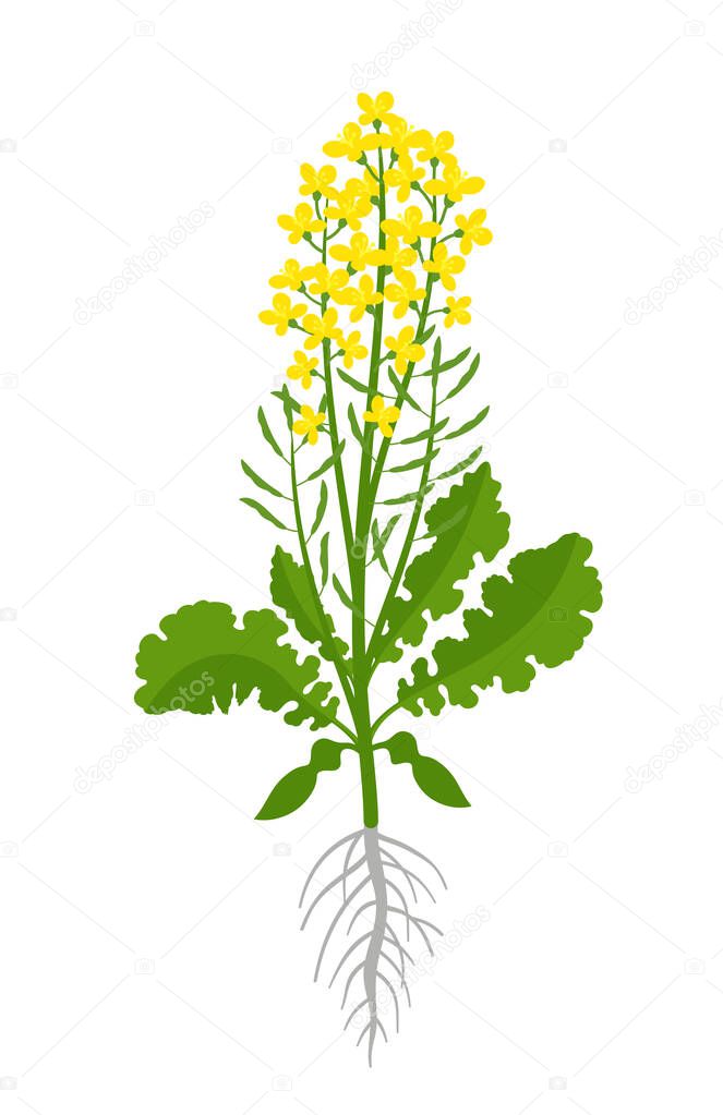 Rapeseed oilseed. Rape plant. Brassica napus. Vector Illustration.
