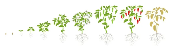 Stades de croissance de la plante de légumes piment épicé. Étapes de maturation. Récoltez la progression de l'animation. Phase de fécondation. Jeu d'infographie vectorielle. — Image vectorielle