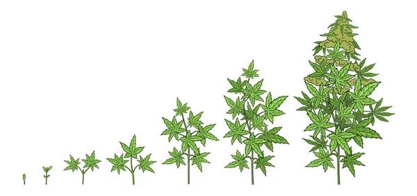 Hanfwachstum Stadien. Pflanzenentwicklung. Cannabis indica. Heilpflanze. Vektorillustration. Infografik. Fortschreiten der Ernteanimation. — Stockvektor