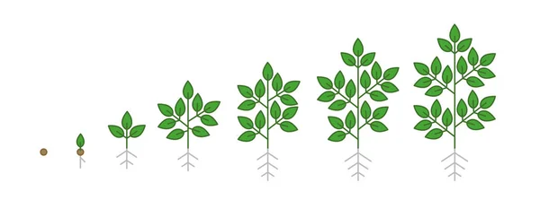 Estágios de crescimento vegetal. Passos de período crescente. Colheita progressão animação. Fase de fertilização. Ciclo de vida. Conjunto de infográficos vetoriais. — Vetor de Stock