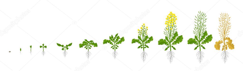 Rapeseed oilseed rape plant. Growth stages. Growing period steps. Harvest animation progression development. Fertilization phase. Cycle of life. Vector infographic set.
