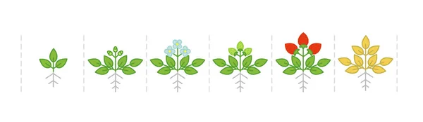 Ciclo De Vida Vegetalストックベクター ロイヤリティフリーciclo De Vida Vegetalイラスト ページ 16 Depositphotos Ciclo De Vida Vegetalストックベクター ロイヤリティフリーciclo De Vida Vegetalイラスト ページ 16 Depositphotos